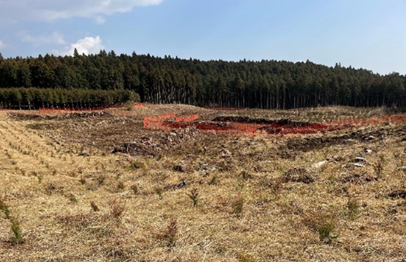森林再生：再造林（植栽）後の状況