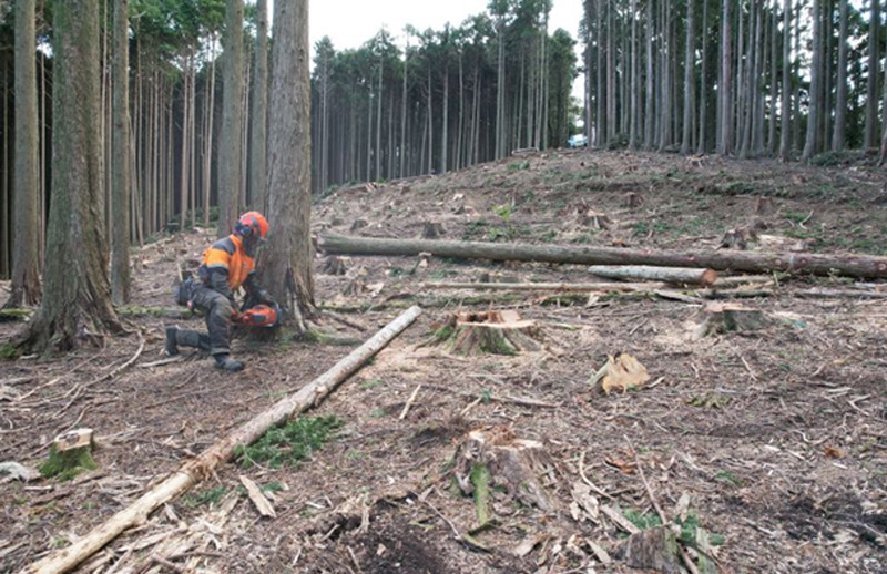 森林再生：再造林（植栽）後の状況