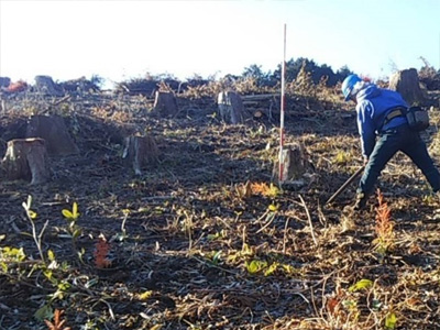 森林再生：再造林（植栽）後の状況