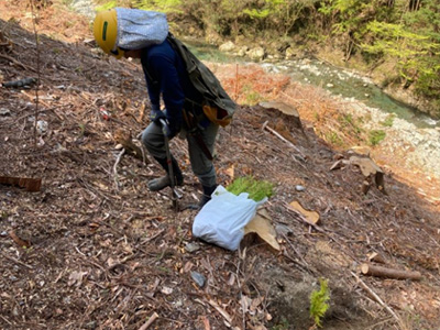 森林再生：再造林（植栽）後の状況