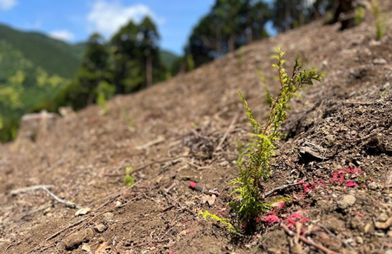 森林再生：再造林（植栽）後の状況