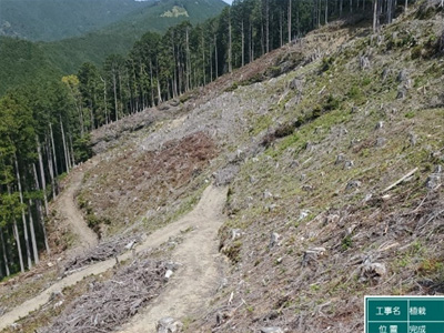 森林再生：再造林（植栽）後の状況