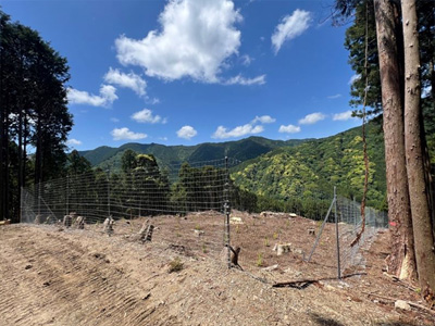 森林再生：再造林（植栽）後の状況