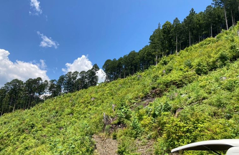 森林再生：再造林（植栽）後の状況